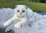 Scottish Fold Shorthair female - Scottish Fold Cat For Sale - Sun City Center&comma; FL&comma; US