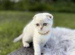Fold female - Scottish Fold Cat For Sale - Sun City Center&comma; FL&comma; US