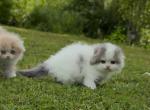 Blue VAN boy - Scottish Fold Kitten For Sale - Sun City Center&comma; FL&comma; US