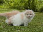 Lilac Harlequin boy - Scottish Fold Kitten For Sale - Sun City Center&comma; FL&comma; US