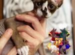 Hugo - Devon Rex Cat For Sale - Spokane&comma; WA&comma; US