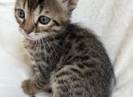 Kiko - Bengal Kitten For Sale - San Jose&comma; CA&comma; US