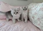 Linus - Persian Kitten For Sale - Grand Rapids&comma; MI&comma; US