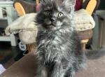 Purebred Main Coon Kitten Cash - Maine Coon Cat For Sale - St&period; Louis&comma; MO&comma; US