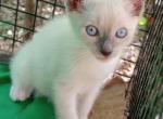 Male Snowshoe Bluept - Snowshoe Kitten For Sale - Walterboro&comma; SC&comma; US