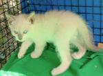 Snowshoe Bluept boy - Snowshoe Kitten For Sale - Walterboro&comma; SC&comma; US