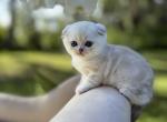 Mink marble Fold male - Scottish Fold Kitten For Sale - Sun City Center&comma; FL&comma; US
