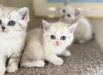 Mink and Point sisters - Scottish Straight Kitten For Sale - Sun City Center&comma; FL&comma; US