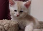 Skipper - Maine Coon Cat For Sale - Trevor&comma; WI&comma; US
