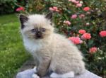 Pure Breed Ragdoll Girl - Ragdoll Cat For Sale - Southwick&comma; MA&comma; US