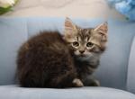 Uganda of RomanovCats - Siberian Cat For Sale - Ashburn&comma; VA&comma; US