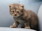 Wales of RomanovCats - Siberian Kitten For Sale - Ashburn&comma; VA&comma; US
