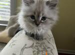 Mocha - Himalayan Cat For Sale - Annandale&comma; VA&comma; US
