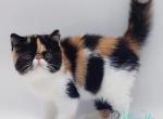 Chloe - Exotic Cat For Sale - Pembroke Pines&comma; FL&comma; US
