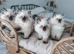 Himalayan Male - Himalayan Cat For Adoption - Baltimore&comma; MD&comma; US