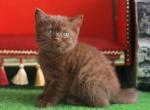 Oskar - British Shorthair Cat For Sale - Grayslake&comma; IL&comma; US