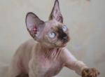 Bonya - Devon Rex Cat For Sale - Norwalk&comma; CT&comma; US