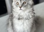 Dolce - Maine Coon Cat For Sale - Boerne&comma; TX&comma; US