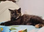 Fluffy tortoise - Domestic Cat For Sale - Becket&comma; MA&comma; US