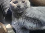 Vehda - Scottish Fold Cat For Sale - Molalla&comma; OR&comma; US