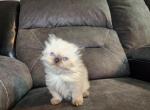 Holly's litter - Himalayan Cat For Sale - Wheatfield&comma; IN&comma; US