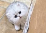 Romeo - Persian Kitten For Sale - San Antonio&comma; TX&comma; US
