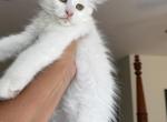 Yeti - Maine Coon Cat For Sale - Clinton&comma; AR&comma; US