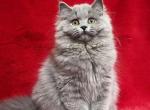 Xena - British Shorthair Cat For Sale - Hollywood&comma; FL&comma; US