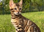 Erika - Bengal Cat For Sale - Norwalk&comma; CT&comma; US