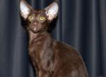 Didimotika - Oriental Cat For Sale - Pembroke Pines&comma; FL&comma; US