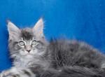 Boris - Maine Coon Cat For Sale - Miami&comma; FL&comma; US