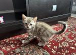 Coco Silver Snow Mink - Bengal Cat For Sale - Stroudsburg&comma; PA&comma; US