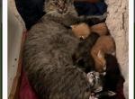 Mac - Maine Coon Cat For Sale/Service - East Taunton&comma; MA&comma; US