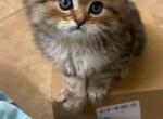 Booboo - Persian Kitten For Sale - San Antonio&comma; TX&comma; US