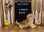 Brew - Scottish Fold Kitten For Sale - Puyallup&comma; WA&comma; US