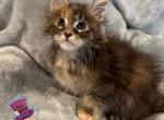 Dionne - Maine Coon Cat For Sale - Kent&comma; WA&comma; US