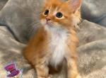 Murray - Maine Coon Cat For Sale - Kent&comma; WA&comma; US
