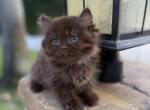 Leon - British Shorthair Cat For Sale - Jacksonville&comma; FL&comma; US