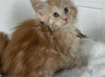 Theodore - Maine Coon Kitten For Sale - Sugar Valley&comma; GA&comma; US