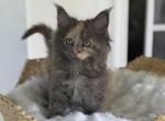 Mia - Maine Coon Cat For Sale - Sugar Valley&comma; GA&comma; US