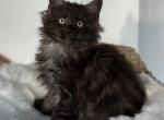 Leo - Maine Coon Cat For Sale - Sugar Valley&comma; GA&comma; US