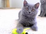 Lu - British Shorthair Cat For Sale - Vancouver&comma; WA&comma; US
