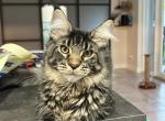 Cleon - Maine Coon Cat For Sale - Hollywood&comma; FL&comma; US
