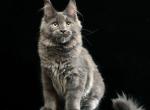 Umberto - Maine Coon Cat For Sale - Miami&comma; FL&comma; US