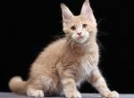 Yantarin - Maine Coon Cat For Sale - Miami&comma; FL&comma; US