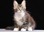 Yesenia - Maine Coon Cat For Sale - Miami&comma; FL&comma; US