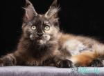 Vivian - Maine Coon Cat For Sale - Hollywood&comma; FL&comma; US