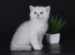Halbah - British Shorthair Cat For Sale - Hollywood&comma; FL&comma; US