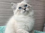 Vasily - Siberian Cat For Sale - Miami&comma; FL&comma; US