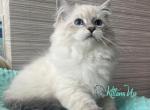 Vasilissa - Siberian Cat For Sale - Miami&comma; FL&comma; US